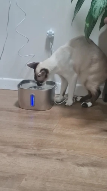 Buyer photo — cat drinking